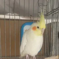 عروس لوتینو ماده