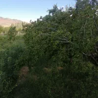 فروش یک قطعه باغ درروستای کویچ
