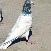 کبوتر فوق زوردار کلاف|پرنده|کرمانشاه, |دیوار