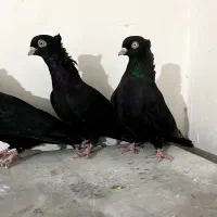 ۳عدد ماده زاغ چشم و نوک سفید|پرنده|داران, |دیوار