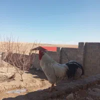 دوعددخروس فروشی