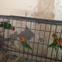 طوطی برزیلی