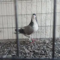 دمگیر|پرنده|مبارکه, |دیوار