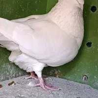 کبوتر|حیوانات|کرمانشاه, |دیوار