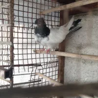 کبوتر کله دم سبز|پرنده|قائم‌شهر, |دیوار