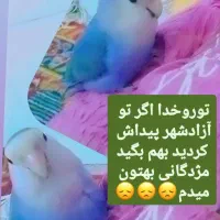 گمشده|حیوانات|آزادشهر, |دیوار