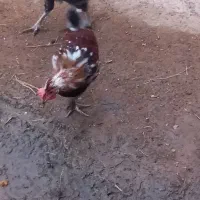 خروس گلین|حیوانات مزرعه|سیلاخور, |دیوار