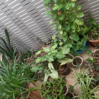 فروش گل|گل و گیاه طبیعی|اسدآباد, |دیوار