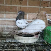 کبوتر سینه ای جفت|پرنده|تفت, |دیوار