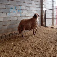 شیشک قوچ داشتی بشرط