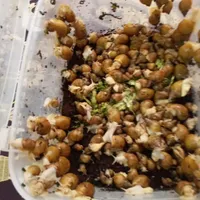 جوجه حلزون اچاتینا البینو هر عدد ۱۰۰۰۰هزار تومان