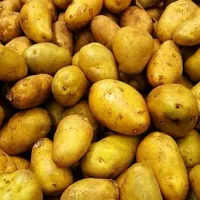 سیب زمینی اسپریت وجیلی تازه