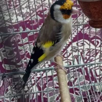 سهره نر بخون عروسک