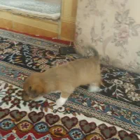 سگ پاکوتاه  از نژاد راسل تریر ورت تریر|سگ|دورود, |دیوار