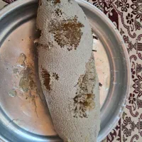 عسل سرشاخه|خوردنی و آشامیدنی|بوشکان, |دیوار