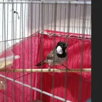 پرنده.  سهره خاکی