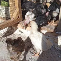 جوجه گلین اصل|حیوانات مزرعه|مهریز, |دیوار