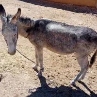 خر گوسفندی|حیوانات مزرعه|شیروان (خراسان), |دیوار