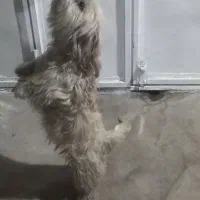 سگ پاکوتاه|سگ|خوی, |دیوار