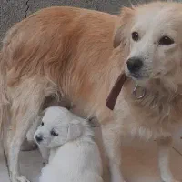 سگ پاپی با توله هاش