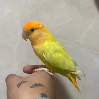 برزیلی|پرنده|ارومیه, |دیوار