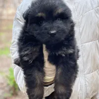 سگ ژرمن شو   لا. ین. کینگ 2016