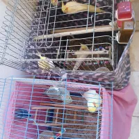 پرنده