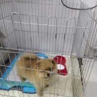 سگ پامرانین خرسی|سگ|نسیمشهر, |دیوار