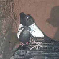 کفتر|پرنده|طاغنکوه, |دیوار