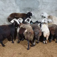 میش پلنگی مایه کرد