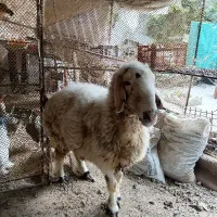 گوسفند ماده پرباری