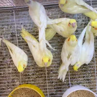 جوجه دونخور عروس هلندی