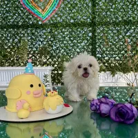 فروش سگ خانگی شیتزو عروسکی