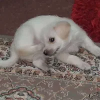 فروش توله سگ پامر