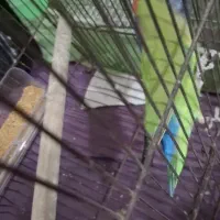 ۳ عدد طوطی برزیلی سرحال|پرنده|باوی, |دیوار