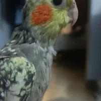 فروش عروس هلندی