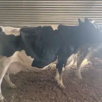 گاو|حیوانات مزرعه|تیران, |دیوار