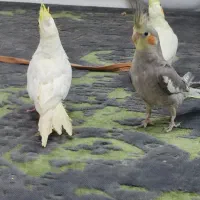 عروس هلندی نر ماده خاکستری لوتینو لپ گلی چشم شرابی|پرنده|فردیس, سپید دشت|دیوار