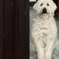 سگ terrier|سگ|اردبیل, |دیوار