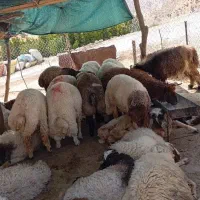 بره  300
