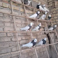 طوقی آجری .الماسی .شکلاتی|پرنده|زارچ, |دیوار