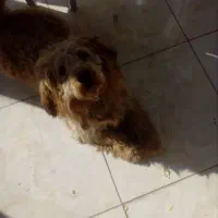 سگ پودل بدون شناس نامه|سگ|فردیس, شهرک گلها|دیوار