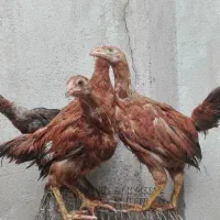 جوجه مرغ پاپر5ماه