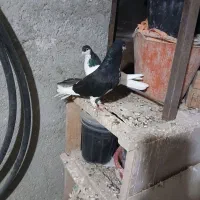 سلام ی حفت سیاه پوش نروماده.|پرنده|قزوین, |دیوار