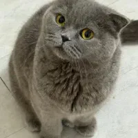 اسکاتیش یک ساله نر