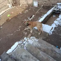 سگ.|سگ|مرند, |دیوار