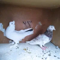 کفتر کبوتر،|پرنده|قم, چهار مردان|دیوار