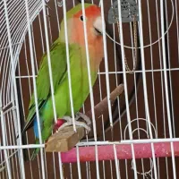 طوطی برزیلی نر و ماده پیروزی بلوار ابوذر|پرنده|تهران, ائمه اطهار|دیوار