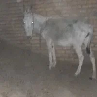 خر ماده فروشی