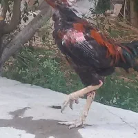 خروس لاری